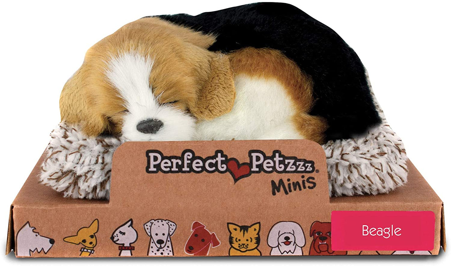 *mini Beagle