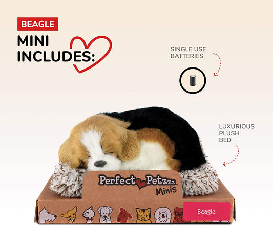 *mini Beagle