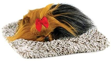 *mini Yorkie