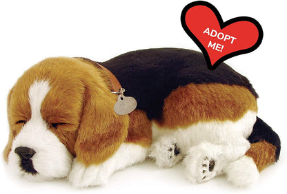 *beagle