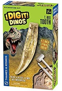 T Rex Tooth Excavation